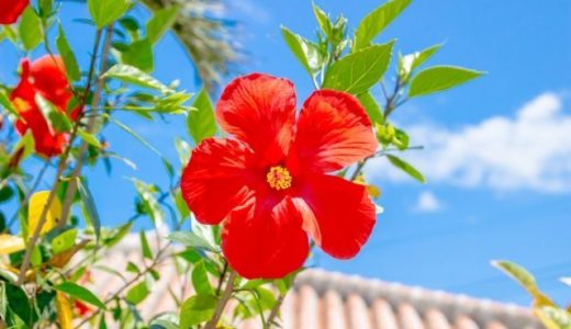 沖縄移住に失敗する人は方位術的に移動する時期をミスった説