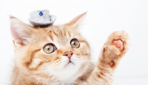 猫にハンドヒーリングしたら水をガブガブ飲みだす！