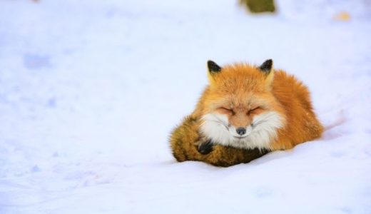 狐憑きの話！神社には動物の霊がいるらしい