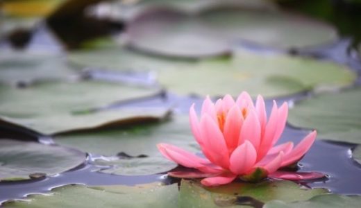 姓名判断で超簡単に好きな人との相性を知る方法！
