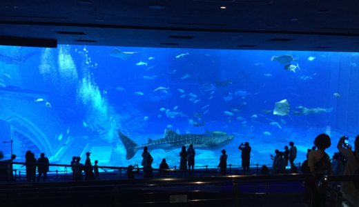 久々に沖縄美ら海水族館に行ってきた！